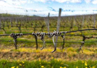 Close-up of barbed wire