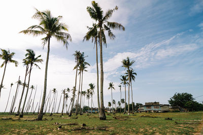 Low angle view of palm trees on field