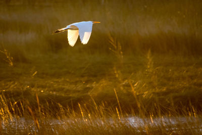 Bird flying over a field