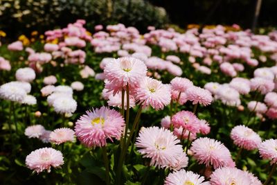 Close-up of flowers blooming outdoors