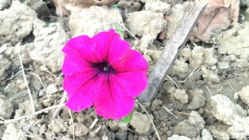 High angle view of purple flower