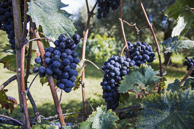 Bunches of black grapes. grapes ripe for the harvest in italy.