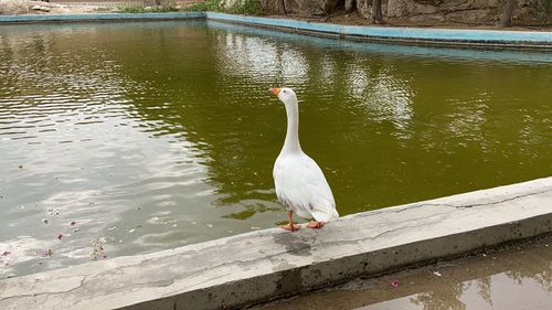 High angle view of swan perching on lake
