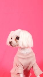 Close-up of dog wearing clothes against coral background