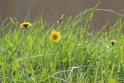 Close-up of yellow flowers blooming on field