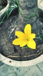 Close-up of yellow flower