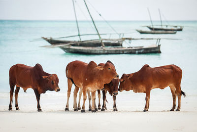 Cows on beach on zanzibar island.