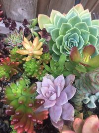 High angle view of purple flowering plant