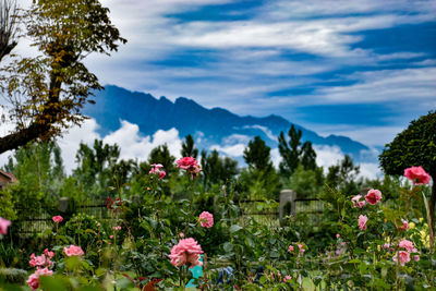 An eye catching view of a garden namely akad park at kashmir india.