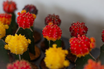 Close-up of red flowers on plant