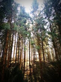 Low angle view of bamboo trees in forest