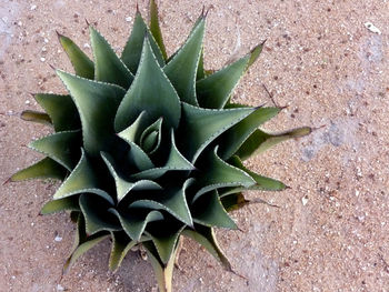 High angle view of cactus plant