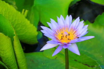 Close-up of purple lotus water lily