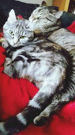 Portrait of tabby cat