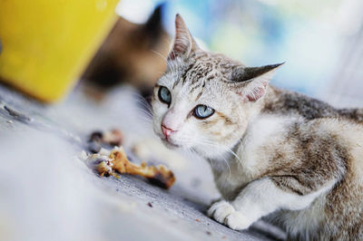 Tilt image of cat looking away on footpath