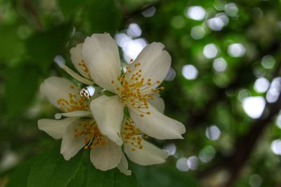 Close-up of white flower blooming on tree
