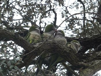 Low angle view of trees