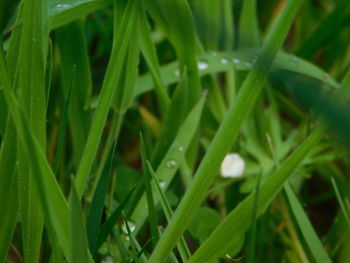 High angle view of raindrops on grass