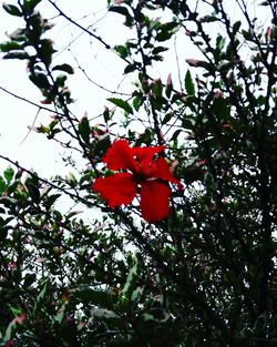 Low angle view of red hibiscus blooming on tree