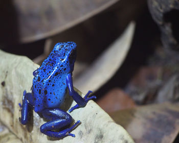 Close-up of blue frog