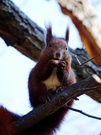 Low angle view of an animal on tree