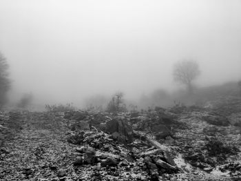 Trees on field against sky during foggy weather