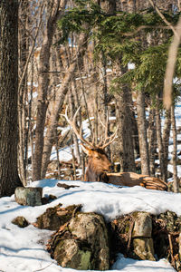 View of trees in forest during winter