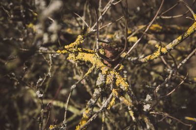 Close-up of insect on branch against blurred background