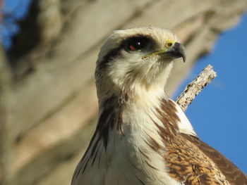 Close-up of a bird