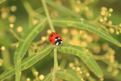 Close-up of ladybug on plant