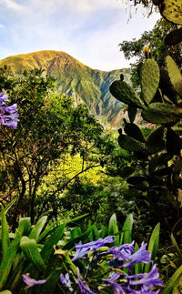 Purple flowering plants by mountains against sky