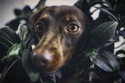 Close-up portrait of dog