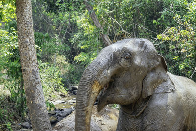 Close-up of elephant in forest