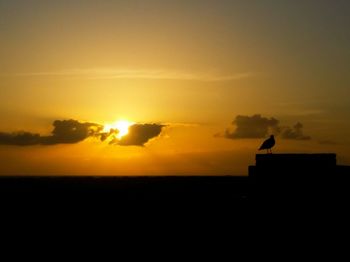 Silhouette bird perching on orange sky during sunset