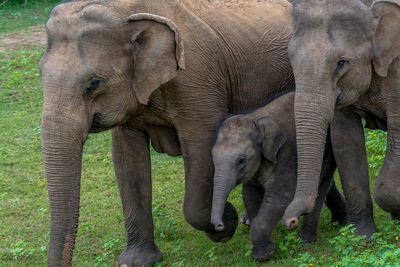 Elephants walking on grassy field at yala national park
