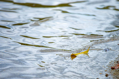 High angle view of fish in lake