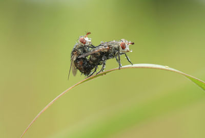 Close-up of wet insects mating on leaf