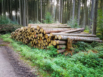 Stack of logs in forest