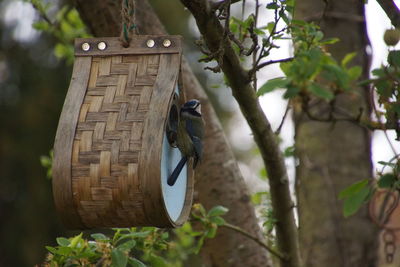 Bluetit on nest box