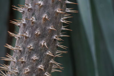 Close-up of thorns on branch