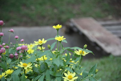 Close-up of yellow flowering plant