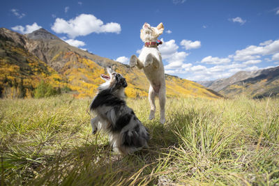 Dogs jumping on field against sky