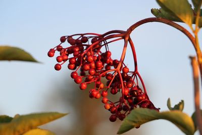 Low angle view of berries on tree against sky