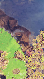 High angle view of leaves floating on lake