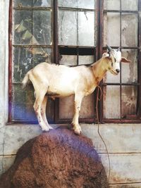 Close-up of dog by window