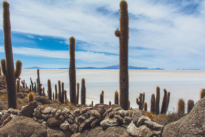 Scenic view of cacti and bolivian salt flats against sky