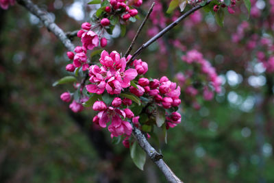 Close-up of pink cherry blossoms in spring