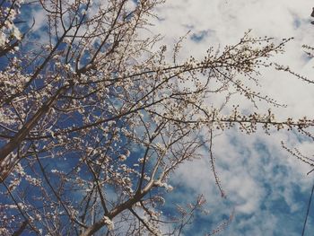 Low angle view of cherry tree against sky