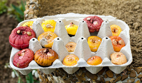 Gladiolus tubers in egg cardboard trays. germination of corms using a new technique.