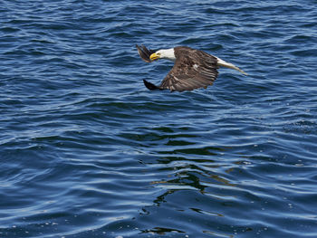 Bald eagle flying over sea